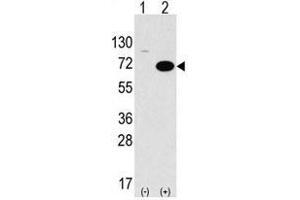 Image no. 1 for anti-serine threonine Kinase 39 (STK39) (C-Term) antibody (ABIN356942)