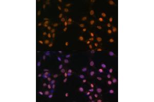 Immunofluorescence analysis of NIH/3T3 cells using c-Jun antibody (ABIN3020776, ABIN3020777, ABIN1513116 and ABIN6213718) at dilution of 1:100.