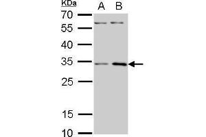 Image no. 5 for anti-Ribosomal Protein S3A (RPS3A) (Center) antibody (ABIN2856016)