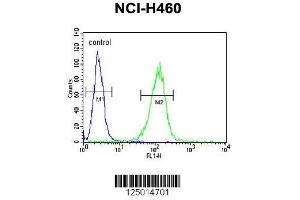 Image no. 3 for anti-Coenzyme Q9 Homolog (COQ9) (AA 156-184) antibody (ABIN651084)