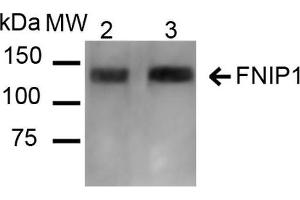 Image no. 2 for anti-Folliculin Interacting Protein 1 (FNIP1) antibody (HRP) (ABIN5066852)