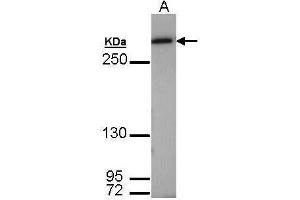 Image no. 6 for anti-Fatty Acid Synthase (FASN) (N-Term) antibody (ABIN2856708)