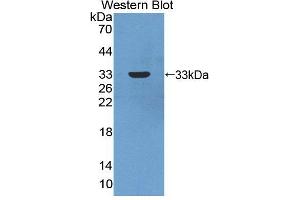 Image no. 1 for anti-Carbonic Anhydrase XIII (CA13) (AA 1-262) antibody (ABIN5013288)