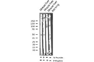 Image no. 4 for anti-Activating Transcription Factor 2 (ATF2) (pThr53), (pThr71) antibody (ABIN6255706)