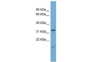 Image no. 1 for anti-Neuronal Growth Regulator 1 (NEGR1) (N-Term) antibody (ABIN2786325)
