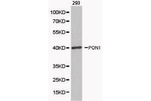 Image no. 1 for anti-Paraoxonase 1 (PON1) antibody (ABIN1874192)