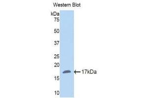 Image no. 1 for anti-Nicotinamide N-Methyltransferase (NNMT) (AA 127-249) antibody (ABIN1860014)