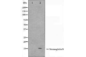 Image no. 2 for anti-Secretoglobin, Family 2A, Member 1 (SCGB2A1) antibody (ABIN6263088)
