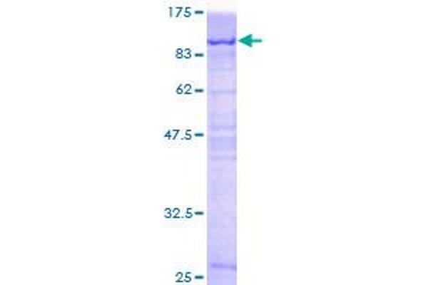 PCM1 Proteins