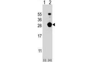Image no. 2 for anti-FK506 Binding Protein 7 (FKBP7) (AA 194-224), (C-Term) antibody (ABIN952332)
