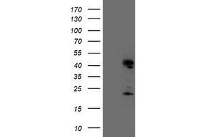 Image no. 2 for anti-Endonuclease G (ENDOG) antibody (ABIN2720167)