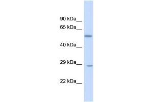 Image no. 3 for anti-Kruppel-Like Factor 9 (KLF9) (N-Term) antibody (ABIN2777263)