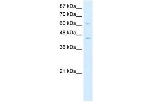 Image no. 1 for anti-Zinc Finger and BTB Domain Containing 3 (ZBTB3) (N-Term) antibody (ABIN927833)
