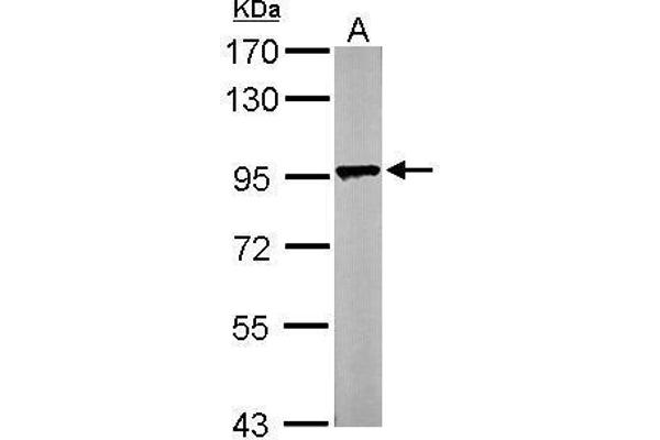 LETM1 antibody  (C-Term)