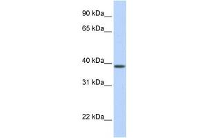 Image no. 1 for anti-Solute Carrier Family 25, Member 42 (SLC25A42) antibody (ABIN2458819)