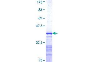 Image no. 1 for Protein Tyrosine Phosphatase, Receptor Type, N (PTPRN) (AA 205-311) protein (GST tag) (ABIN1316877)