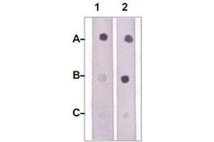 Image no. 2 for anti-Janus Kinase 2 (JAK2) (pTyr1007), (pTyr1008) antibody (ABIN541065)