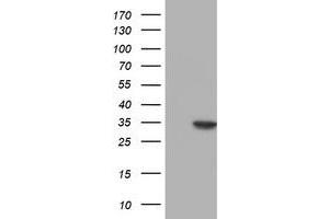 Image no. 2 for anti-Nucleotide Binding Protein-Like (NUBPL) (AA 1-250) antibody (ABIN2727691)