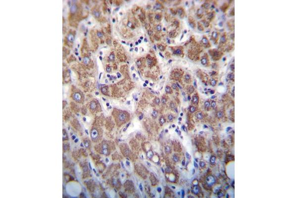 Apolipoprotein C-II anticorps  (AA 45-73)