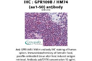 Image no. 1 for anti-Hydroxycarboxylic Acid Receptor 3 (HCAR3) (AA 1-50) antibody (ABIN1734902)