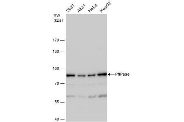 PNPT1 antibody