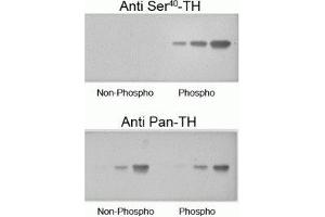 Image no. 3 for anti-Tyrosine Hydroxylase (TH) (pSer40) antibody (ABIN361503)