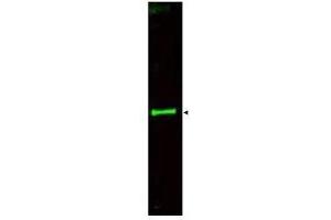 Western blot using  Affinity Purified anti-SLIT-3 antibody shows detection of a predominant band at ~145 kDa corresponding to SLIT-3 (arrowhead) in a bovine thyroid whole cell lysate using the 800 nm channel (green).