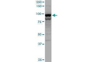 Image no. 2 for anti-Transportin 2 (TNPO2) (AA 201-300) antibody (ABIN565456)