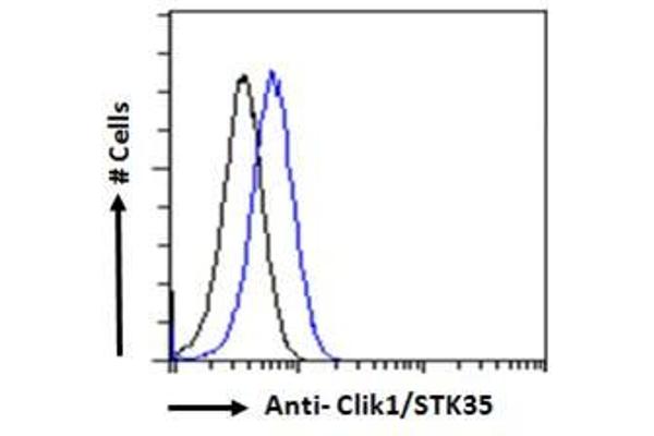STK35 antibody  (C-Term)