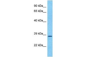 Image no. 10 for anti-Brain-Derived Neurotrophic Factor (BDNF) (Middle Region) antibody (ABIN2777093)