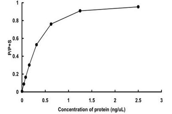 phosphorylase Kinase, gamma 2 (Testis) (PHKG2) (AA 1-406) protein (GST tag)