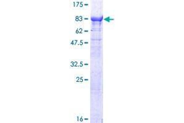 Tetratricopeptide Repeat Domain 30B (TTC30B) (AA 1-665) protein (GST tag)