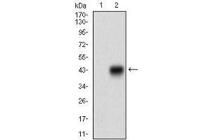 Image no. 3 for anti-Caudal Type Homeobox 2 (CDX2) (AA 176-303) antibody (ABIN1724921)