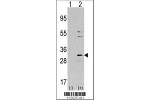 Image no. 1 for anti-Nicotinamide N-Methyltransferase (NNMT) (AA 77-106) antibody (ABIN387867)
