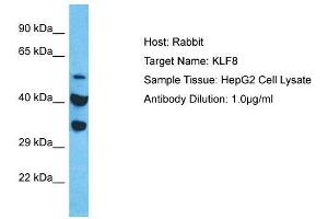 Image no. 2 for anti-Kruppel-Like Factor 8 (KLF8) (Middle Region) antibody (ABIN2777635)