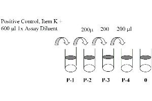 Image no. 4 for Mitogen-Activated Protein Kinase 1/3 (MAPK1/3) ELISA Kit (ABIN625239)
