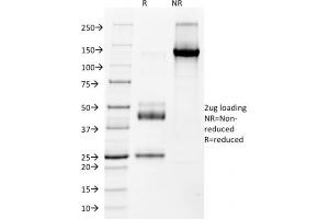 Image no. 1 for anti-NK2 Homeobox 2 (Nkx2-2) (AA 1-119) antibody (ABIN6940201)