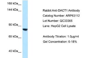 Image no. 1 for anti-Dapper, Antagonist of beta-Catenin, Homolog 1 (DACT1) (C-Term) antibody (ABIN2789377)