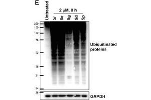 Image no. 118 for anti-Glyceraldehyde-3-Phosphate Dehydrogenase (GAPDH) (Center) antibody (ABIN2857072)