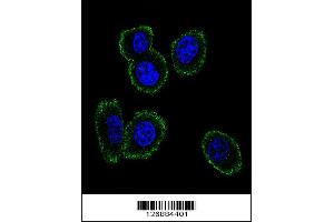Image no. 3 for anti-Neuromedin B (AA 15-42) antibody (ABIN651541)