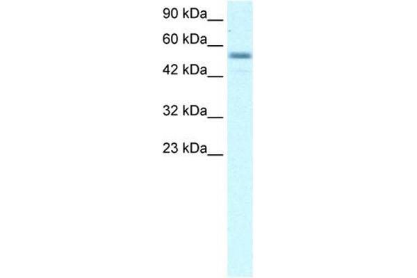 anti-Early B-Cell Factor 3 (EBF3) (Middle Region) antibody