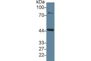 Image no. 2 for anti-Indoleamine 2,3-Dioxygenase (IDO) (AA 276-360) antibody (ABIN1174762)