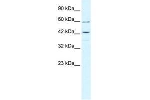 Image no. 1 for anti-Tripartite Motif Containing 68 (TRIM68) antibody (ABIN2460957)