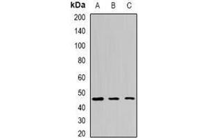 Image no. 3 for anti-Egl-9 Family Hypoxia Inducible Factor 1 (EGLN1) (full length) antibody (ABIN6004828)