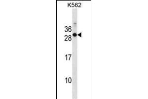 Mouse Rab17 Antibody (Center) (ABIN1538650 and ABIN2850148) western blot analysis in K562 cell line lysates (35 μg/lane).