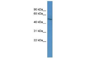 Image no. 1 for anti-Zinc Finger Protein 101 (ZNF101) (N-Term) antibody (ABIN2775041)