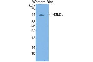 Image no. 1 for anti-Platelet-Derived Growth Factor Receptor-Like (PDGFRL) (AA 22-375) antibody (ABIN1869738)