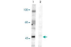 Image no. 1 for anti-Ephrin B1 (EFNB1) (pTyr331) antibody (ABIN550136)