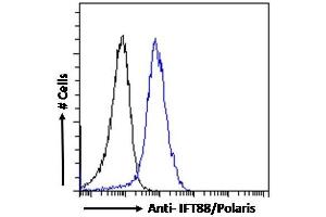 IFT88 antibody  (C-Term)