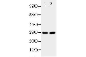 Image no. 2 for anti-Prion Protein (PRNP) (AA 143-159), (Middle Region) antibody (ABIN3044180)